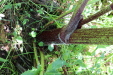 Thumbnail IMG_1890.JPG 