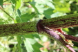Thumbnail IMG_1891.JPG 
