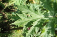 Thumbnail IMG_1892.JPG 