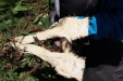 Thumbnail IMG_1897.JPG 