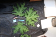 Thumbnail IMG_2020.JPG 