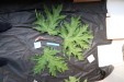 Thumbnail IMG_2021.JPG 