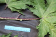 Thumbnail IMG_2023.JPG 