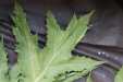 Thumbnail IMG_2024.JPG 