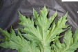 Thumbnail IMG_2025.JPG 