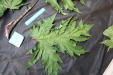 Thumbnail IMG_2026.JPG 