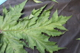 Thumbnail IMG_2027.JPG 