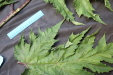 Thumbnail IMG_2028.JPG 