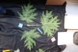 Thumbnail IMG_2029.JPG 