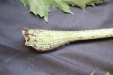 Thumbnail IMG_2030.JPG 