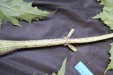 Thumbnail IMG_2031.JPG 
