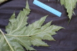 Thumbnail IMG_2032.JPG 