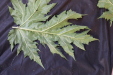 Thumbnail IMG_2033.JPG 