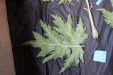 Thumbnail IMG_2034.JPG 