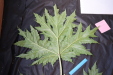 Thumbnail IMG_2035.JPG 