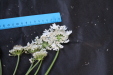 Thumbnail IMG_2037.JPG 