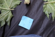 Thumbnail IMG_2039.JPG 