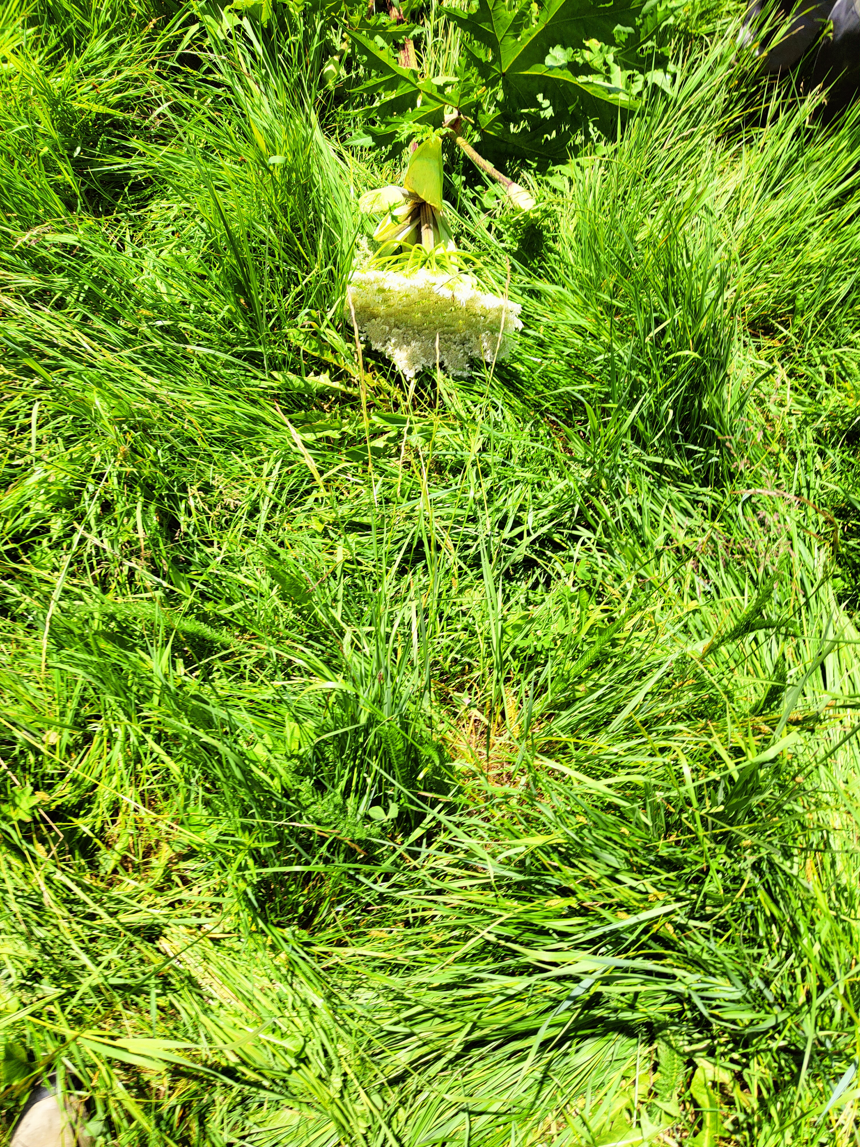 IMG20220705132716.jpg 