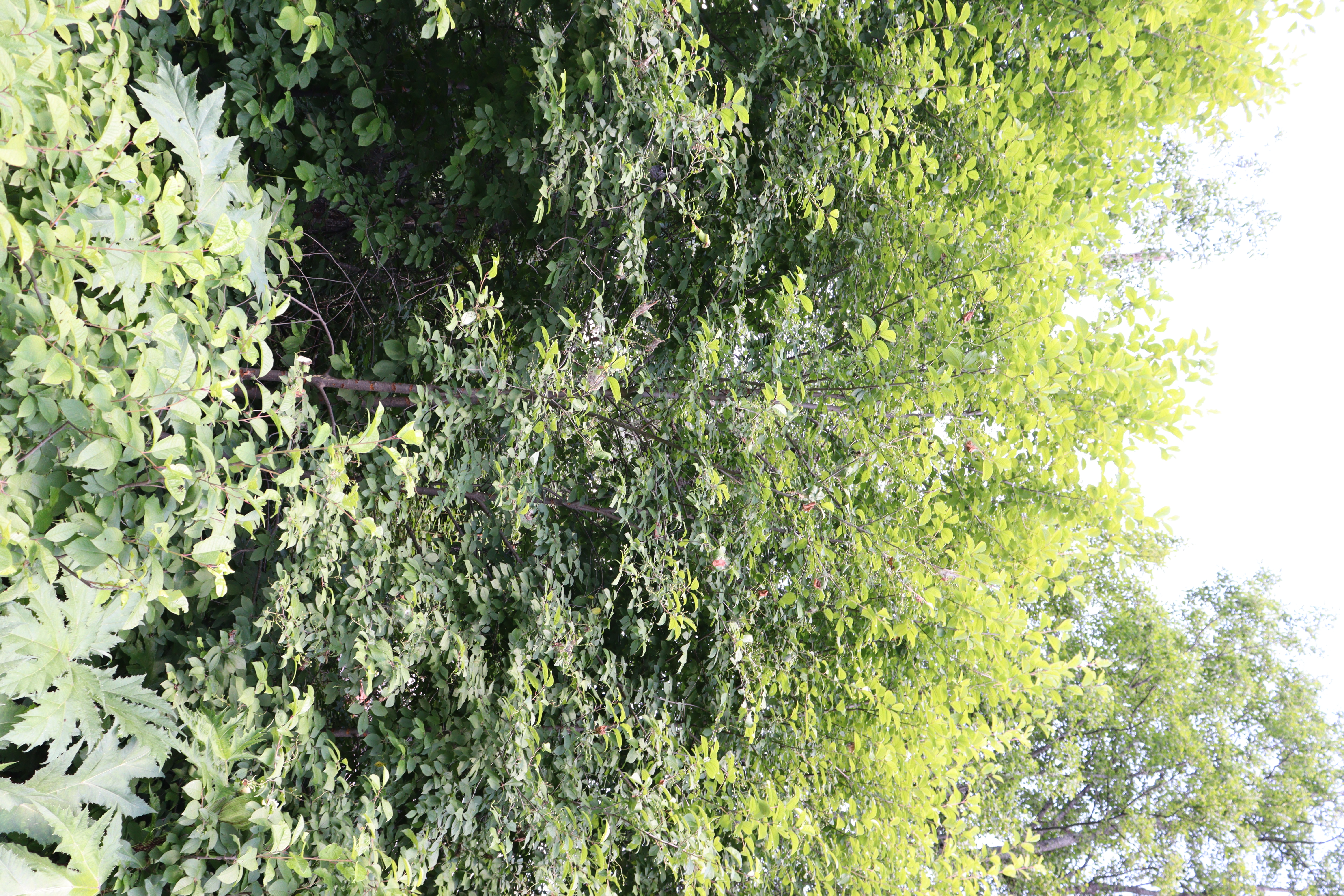 IMG_1866.JPG 