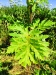 Thumbnail IMG20220706101403.jpg 
