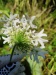 Thumbnail IMG20220706101500.jpg 