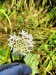 Thumbnail IMG20220706101507.jpg 