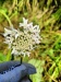 Thumbnail IMG20220706101510.jpg 