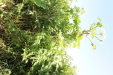 Thumbnail IMG_2125.JPG 