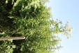 Thumbnail IMG_2126.JPG 