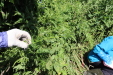 Thumbnail IMG_2128.JPG 