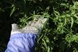 Thumbnail IMG_2131.JPG 