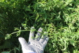Thumbnail IMG_2132.JPG 