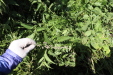 Thumbnail IMG_2133.JPG 