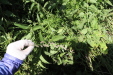 Thumbnail IMG_2134.JPG 