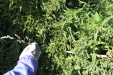 Thumbnail IMG_2135.JPG 