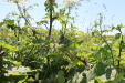 Thumbnail IMG_2138.JPG 