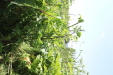 Thumbnail IMG_2139.JPG 
