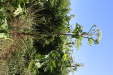 Thumbnail IMG_2141.JPG 