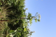Thumbnail IMG_2143.JPG 