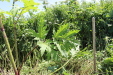 Thumbnail IMG_2144.JPG 