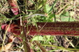 Thumbnail IMG_2145.JPG 