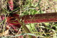 Thumbnail IMG_2146.JPG 