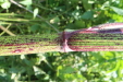 Thumbnail IMG_2147.JPG 