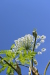 Thumbnail IMG_2149.JPG 