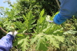 Thumbnail IMG_2150.JPG 