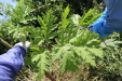 Thumbnail IMG_2151.JPG 