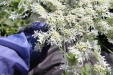 Thumbnail IMG_2154.JPG 