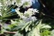 Thumbnail IMG_2155.JPG 