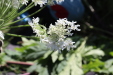 Thumbnail IMG_2156.JPG 