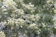 Thumbnail IMG_2157.JPG 